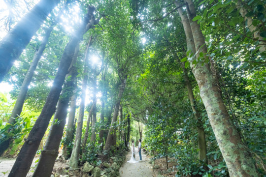 沖縄でのフォトウェディング(フクギ並木)