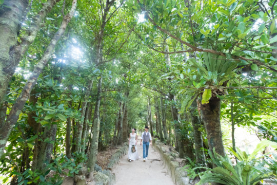 沖縄でのフォトウェディング(フクギ並木)