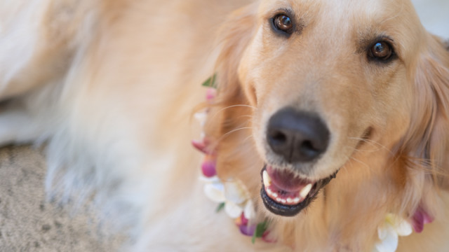 沖縄リゾートウェディング(森の中の結婚式)