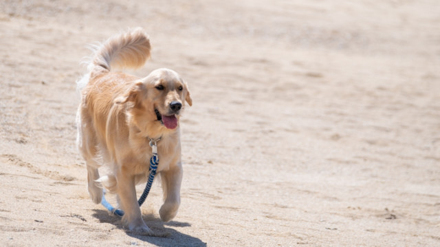 沖縄フォトウェディングのビーチフォト