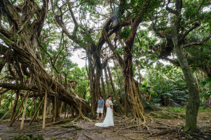 沖縄フォトウェディング(浜比嘉島のガジュマルの木の森)