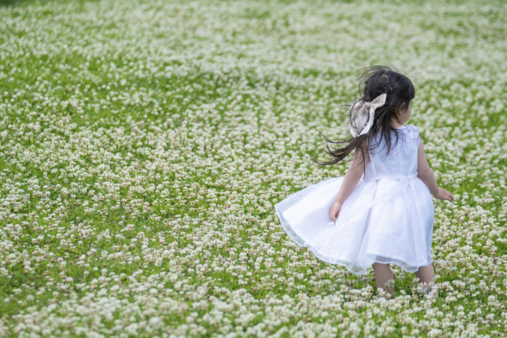 シロツメクサ畑