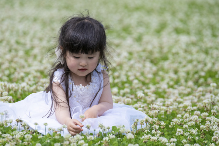 シロツメクサ畑